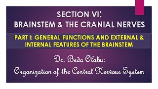 BRAINSTEM amp CRANIAL NERVES PART I – MORPHOLOGY OF THE MIDBRAIN PONS amp MEDULLA OBLONGATA [upl. by Chaunce410]