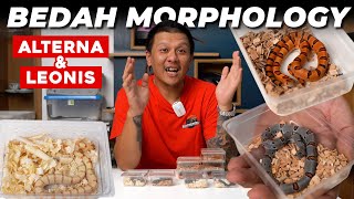 MENGENAL PERBEDAAN MORPHOLOGY LAMPROPELTIS ALTERNA DAN LEONIS [upl. by Miko]