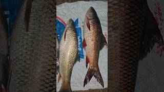 Big rohu ravvu fishviral fishing [upl. by Claribel286]