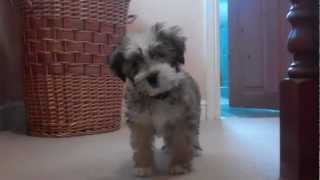 Tibetan Terrier Puppy [upl. by Elletsirhc]