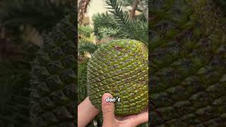 Giant Pinecone with Seeds 10x Bigger Than Pine Nuts [upl. by Lirbaj226]