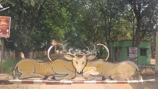 Navegaon Tiger Reserve 2018  DAY 1 [upl. by Fazeli]