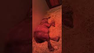 HERD Elephant Orphanage South Africa is live [upl. by Yerga]