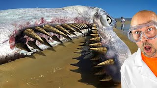 this killed the megalodon [upl. by Eneres]