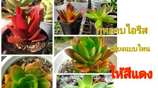 การเลี้ยงกุหลาบไอรีสให้มีสีแดงสดHow to stress Crassula capitella campfire [upl. by Aeuhsoj]