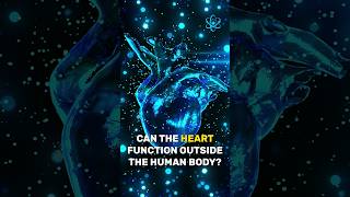 Can the heart function outside the human body heart knowledgeshortfacts interesting health [upl. by Gwenni]