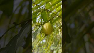 പേരക്ക കഥ 😋  Kerala Yellow Guava [upl. by Erdna860]