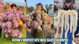 How I Repot My Big Succulents  多肉植物  다육이들  Suculentas [upl. by Nogras]