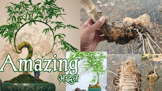 Amezing Bonsai making  Bamboo Bonsai [upl. by Twedy]