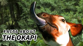 Okapi Facts a Giraffes ONLY Living Relative 🦒 Animal Fact Files [upl. by Brigida]