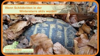 Wenn Schildkröten in der Winterstarre aktiv werden [upl. by Seldan]