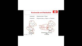 Biochemistry of Nucleic acidNucleoprotein [upl. by Akinehc182]