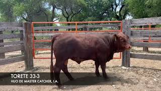 VENTA DE TORETES BEEFMASTER SUPREMO [upl. by Ilram]