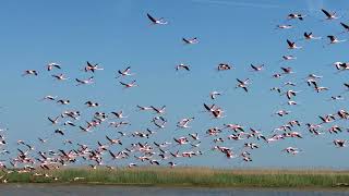 volo di fenicotteri rosa a Gorino sul delta del PO [upl. by Jovia]