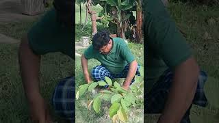 KiWi Plant kiwi gardening trending shorts video videoviral viralvideo viralshorts realtik [upl. by Vonni976]