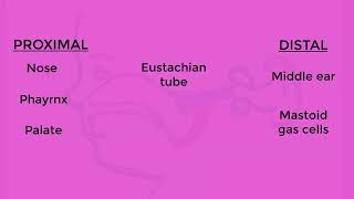 The Eustachian tube within a System [upl. by Waers]