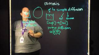 Simple Diffusion Active Transport and Facilitated Diffusion [upl. by Barron]