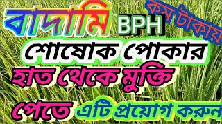 বদামি শোষোক পোকা কম টাকায় কি ভাবে তাড়াবেন এবং কি কি নিয়ম এই বিষ প্রয়োগ করবেন badami sosok poka [upl. by Nolaf]