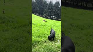 LAS NIÑAS CANE CORSO JUGANDO [upl. by Rufford]