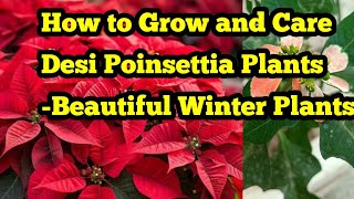 Care of Desi poinsettia PlantHow to Grow and Care desi Poinsettia Plant Beautiful Winter Plants [upl. by Merissa]