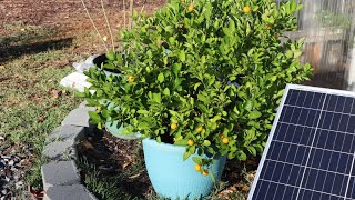 Citrus Growing Update  I have fruit [upl. by Bearnard481]