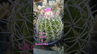 Melocactus Cactus blooming [upl. by Reggie962]