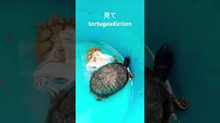 Mis tortugas tortugaadiction1 TORTULANDIA 歌ってみた 踊ってみた [upl. by Michaelina234]