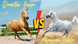 Arabian Horse vs Quarter Horse [upl. by Ruthie439]