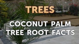 Coconut Palm Tree Root Facts [upl. by Mendes500]