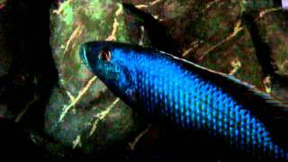 Champsochromis caeruleus aka Rocket cichlid 0001 [upl. by Decrem]