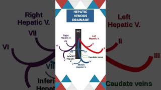 Liver anatomy  Hepatic venous drainage neetpg surgicaleducation doctor medicalstudent [upl. by Arehsat49]