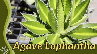 AGAVE LOPHANTHA Growing and Care Tips Agave univittata [upl. by Teodor]