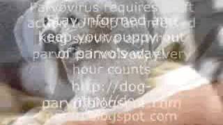 Dog Parvo  The deadliest viral disease of dogs [upl. by Aneloaup463]