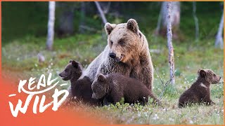 Mother Bear Teaches Triplets How To Survive The Wild  Band Of Bears Part 2  Real Wild [upl. by Aipotu]