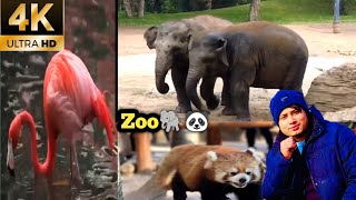 Zoo New Vlog Video  Zoo Park  Zoo Park Animal zoovlog [upl. by Ellened992]