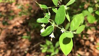 Florida Deerberry Vaccinium stamineum var caesium [upl. by Anohsal578]