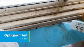 How to Apply Optigard Ant Gel Bait for Carpenter Ants [upl. by Yelyk]