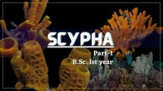 Porifera  Scypha part1  Zoology [upl. by Drannek242]