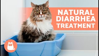 7 HOME REMEDIES for DIARRHEA in CATS 🐱✅ How to TREAT DIARRHEA in CATS [upl. by Mair]