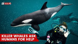 Killer Whales ask humans for help [upl. by Allister]