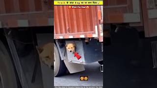 Truck 🚛 के अंदर ही dog का घर बना दिया 😱😲 [upl. by Kehoe68]