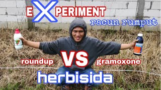 Herbisida racun rumput sistemik dan kontak paling ampuh [upl. by Andrey]