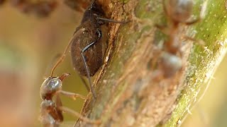 Whack 🐜  Macro Video [upl. by Manheim577]