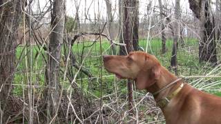 Durite Vizsla dog amp puppy breeder info [upl. by Miof Mela]