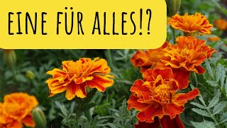 Das kann Tagetes Anwendung amp Heilwirkung der Studentenblume [upl. by Anirahs600]