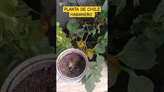 PLANTA DE CHILE HABANERO campo plantas alimento mexico [upl. by Ahsirtap]