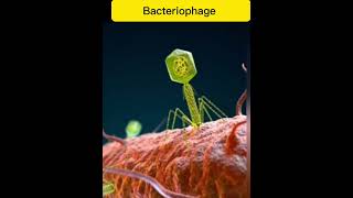 Bacteriophage  Attach to bacterial cell pgc facts [upl. by Nihahs]