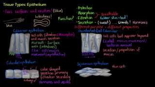 Introduction to Epithelial Tissue [upl. by Lyreb]