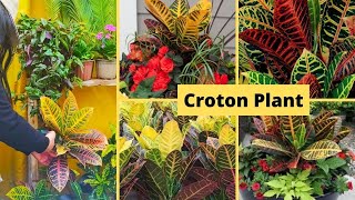 Croton Plant Codiaeum variegatum Varieties and names [upl. by Litnahs]