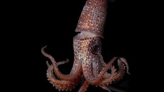 Strange Glitzy Strawberry Squid Looks Like Its Been Bedazzled [upl. by Hcnarb421]